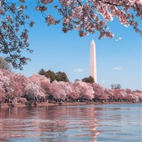 Springtime in Washington DC 2024